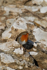 David Plant Photography - Wildlife Photographer - Robin - C
